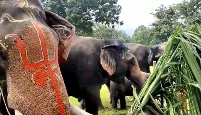 Love Story: अनारकली के बाद अब जंगली हाथी के इश्क में दीवानी हुई पूनम