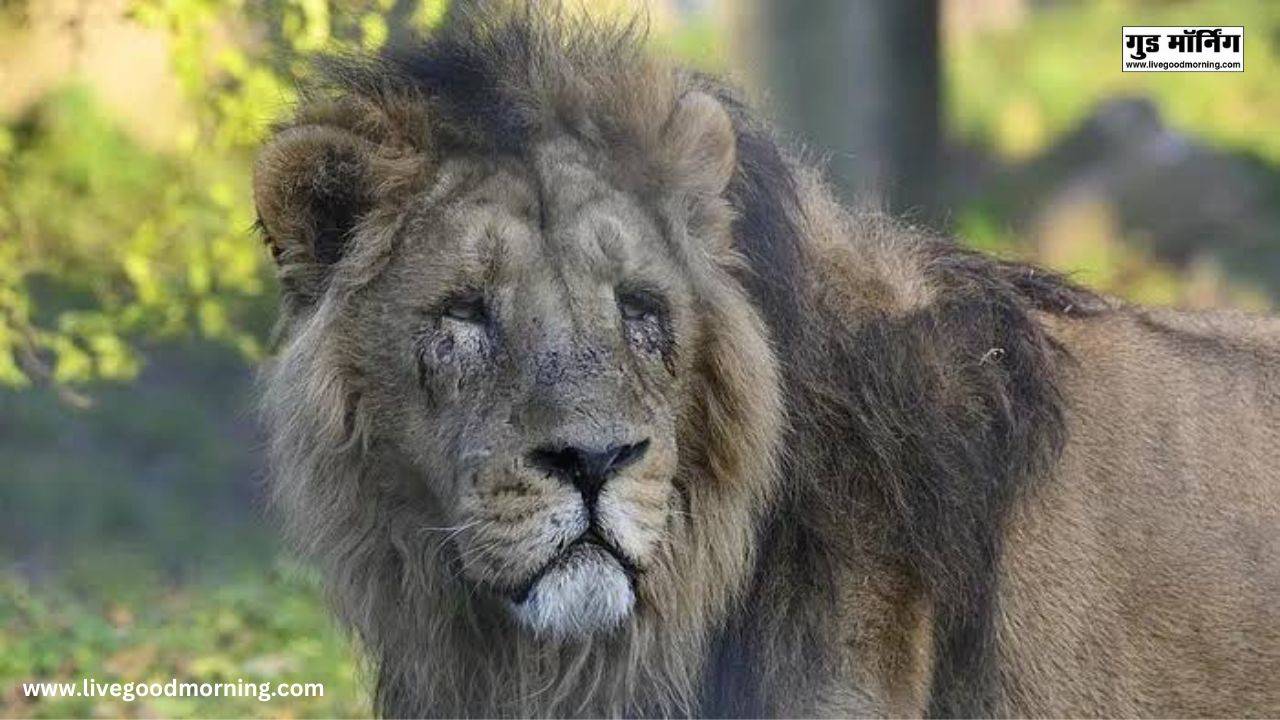 Babbar Lion Death in MP: बब्बर शेर 'जय' की मौत, लंबे समय से चल रहा था बीमार